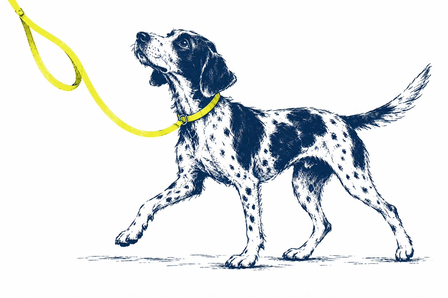A pointer following a loose yellow lead