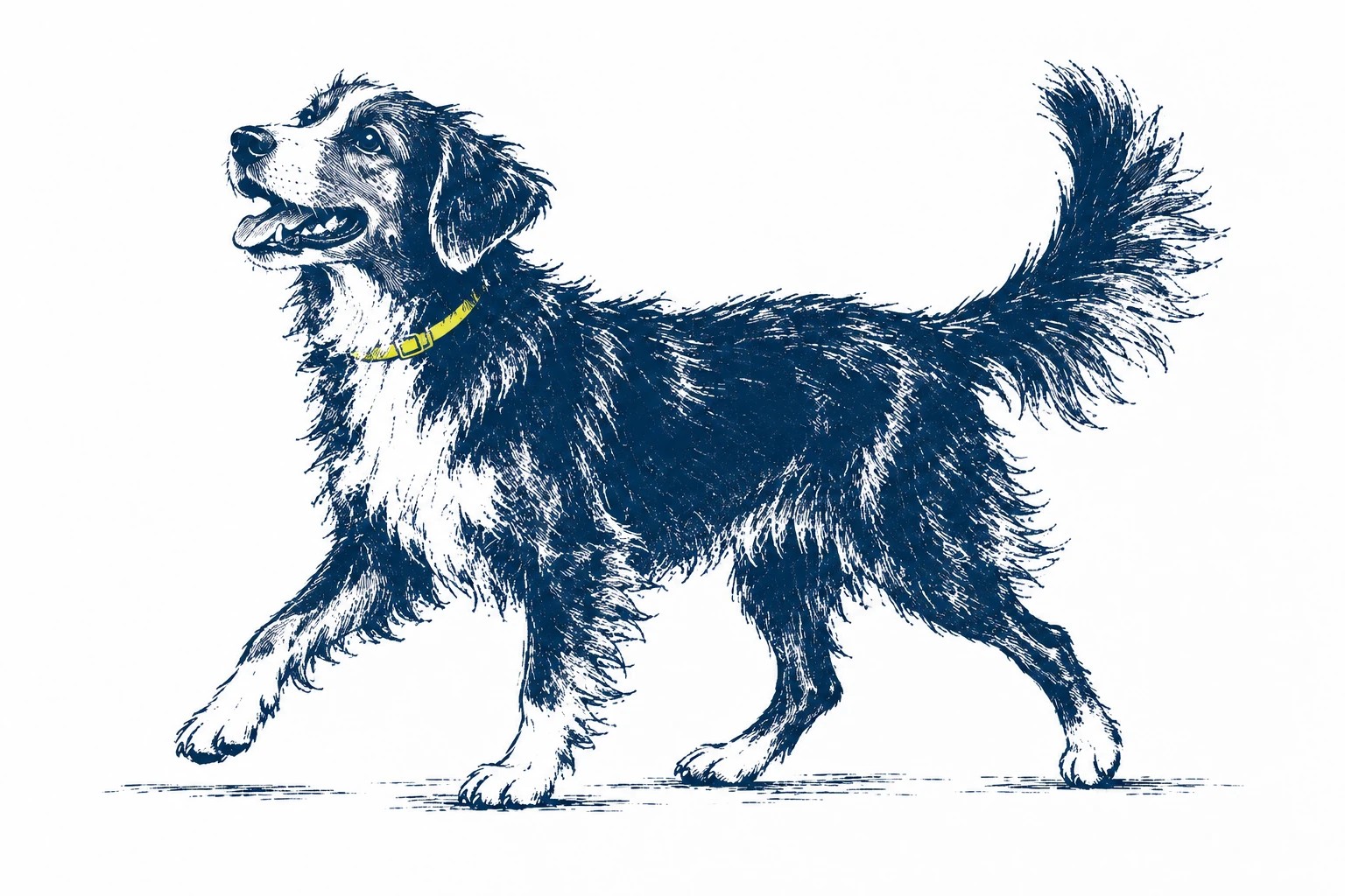 A Nova Scotia duck tolling retriever