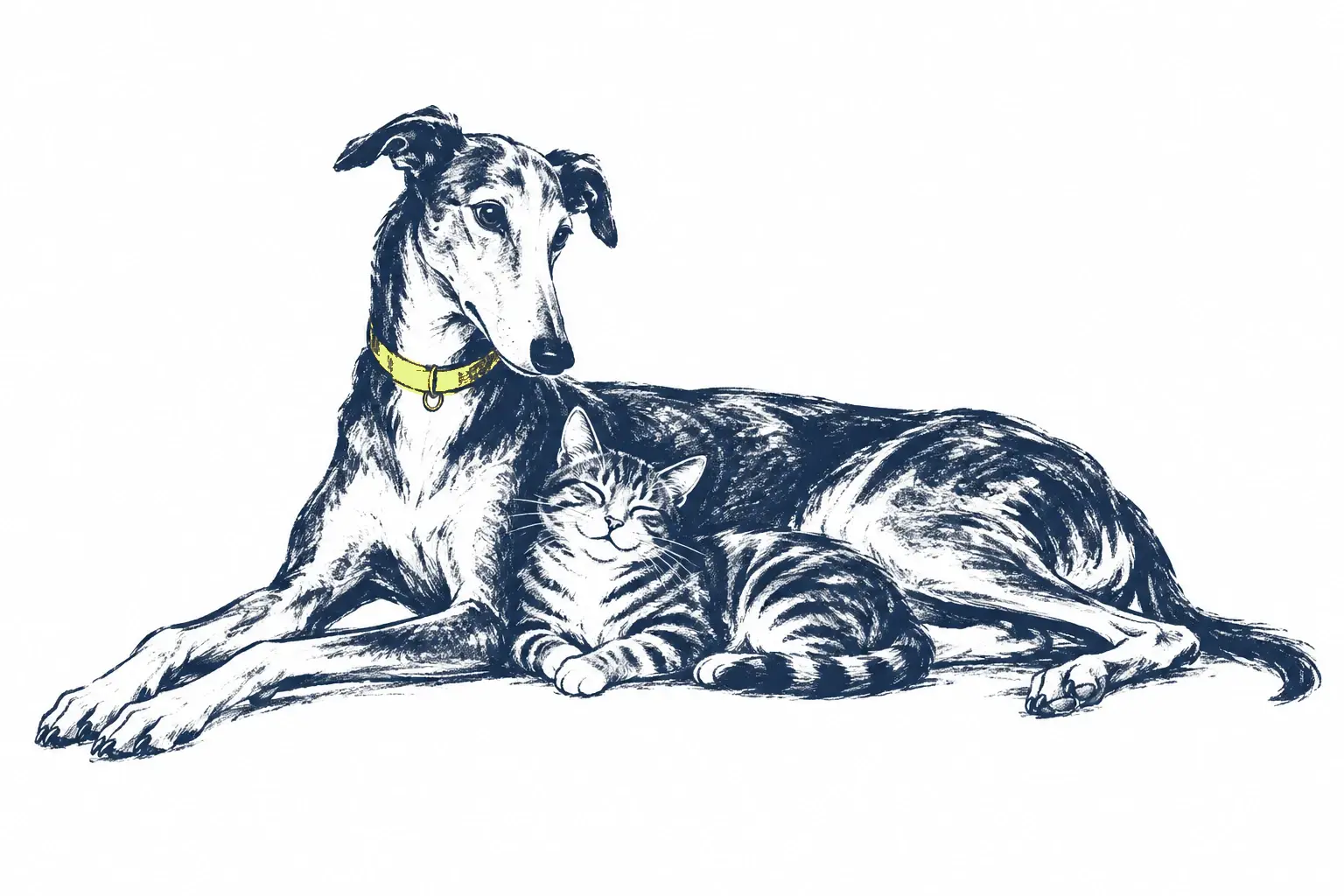 A greyhound resting beside a tabby cat