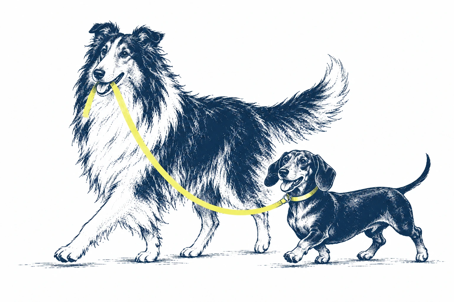 A collie beside a dachshund